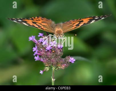 Un papillon sur les Fleurs de verveine brésilien violet, la belle dame américaine, Vanessa virginiensis Banque D'Images