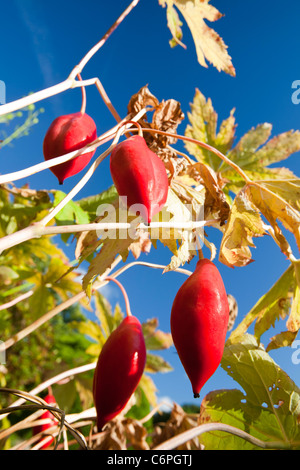 Les fruits de Podophyllum hexandrum, ou peut l'himalaya apple, également connu sous le nom de l'Indien peut apple. Banque D'Images