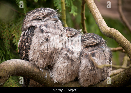 Trois frogmouths fauve Banque D'Images