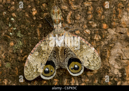 Fly - Lanterne (Fulgora lampetis Machaca) - - Costa Rica - forêt tropicale sèche - affichage défensive taches oculaires Banque D'Images