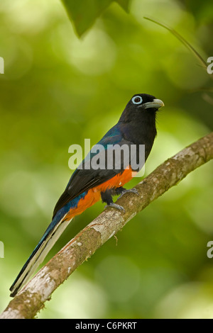 Baird's - Trogon Trogon (bairdii) - Costa Rica - Hommes - Tropical Rainforest Banque D'Images