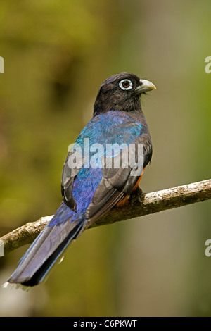 Baird's - Trogon Trogon (bairdii) - Costa Rica - Hommes - Tropical Rainforest Banque D'Images