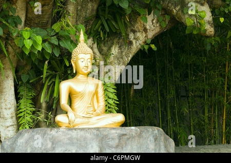 Golden Buddha statue en vertu de l'arbre vert en posture méditative Banque D'Images