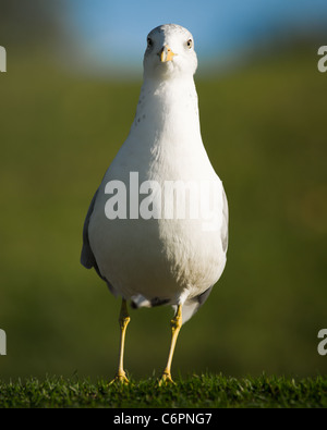 Close-up of a Western Gull Laridae Larus occidentalis ( ). Banque D'Images