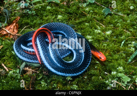 Malayan Blue Coral Snake, Maticora bivirgata, NB couleurs d'avertissement, Bukit Larut, la Malaisie occidentale Banque D'Images