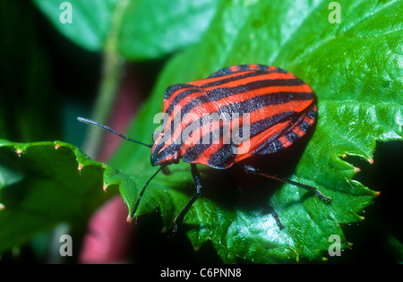 Bouclier rouge et noir, bug Graphosoma lineatum italicum, Sierra de Gredos, Espagne Banque D'Images