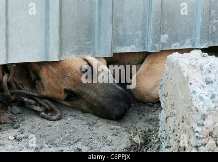 Chiot triste l'effort sur la chaîne Banque D'Images