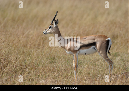 La gazelle de Thomson - Tommie - Tommy (Eudorcas thomsonii Gazella thomsonii) - homme debout dans l'herbe dans le Maasai Mara Banque D'Images