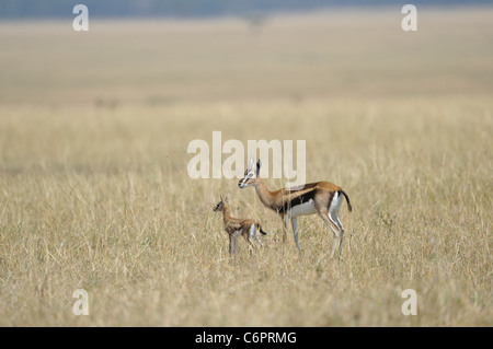 La gazelle de Thomson - Tommie - Tommy (Gazella thomsonii Eudorcas - thomsonii) femmes & fawn debout dans l'herbe au Maasai Mara Banque D'Images