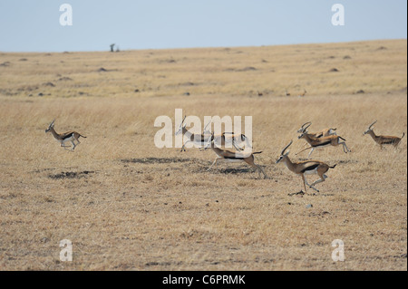 La gazelle de Thomson - Tommie - Tommy (Gazella thomsonii Eudorcas - thomsonii) troupeau de mâles s'exécutant dans le Maasai Mara Banque D'Images