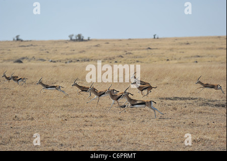 La gazelle de Thomson - Tommie - Tommy (Gazella thomsonii Eudorcas - thomsonii) troupeau de mâles s'exécutant dans le Maasai Mara Banque D'Images