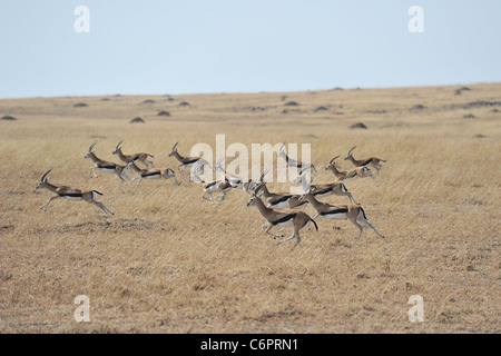 La gazelle de Thomson - Tommie - Tommy (Gazella thomsonii Eudorcas - thomsonii) troupeau de mâles s'exécutant dans le Maasai Mara Banque D'Images