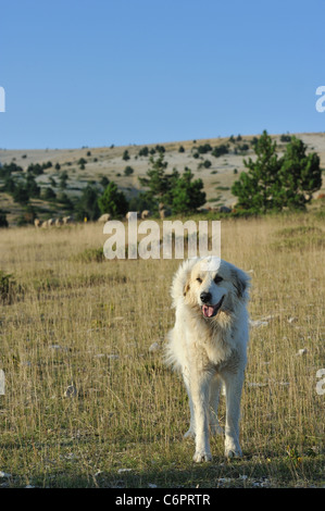 - Grand chien de Montagne des Pyrénées Pyrénées (Canis familiaris) gardiennage moutons sur le Mont Ventoux en été Banque D'Images