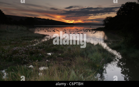 Volée d'Outardes au lever du soleil le long de l'estuaire de Kingsbridge près de Salcombe Banque D'Images