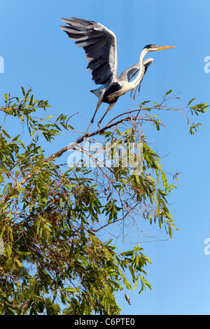 Ardea cocoi, parc national Madidi mosaic (pampas del rio Yacuma), Cocoi heron, Bolivie Banque D'Images