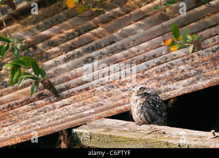 Chouette chevêche (Athene noctua) perché à l'extérieur ancienne grange à la recherche de buses Banque D'Images