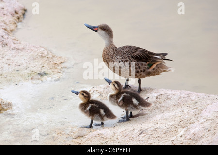 Deux magret de canard à chetée blanche de Galapagos et des canetons dans les eaux côtières du lagon (Aas bahamensis galapagensis) sur l'île Isabela. Banque D'Images