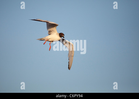 Swallow-tailed Gull (Creagrus furcatus) à l'atterrissage Banque D'Images