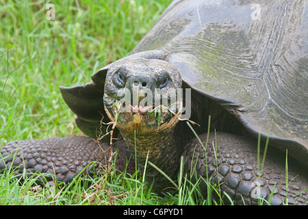 Tortue géante des Galapagos (Chelonoidis nigra), la plus grande espèce vivante de tortue Banque D'Images