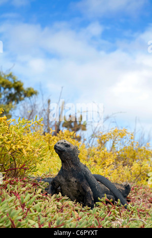 Iguane marin à Dragon Hill, îles Galapagos, Equateur Banque D'Images