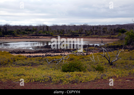 Lac saumâtre Dragon Hill, îles Galapagos, Equateur Banque D'Images