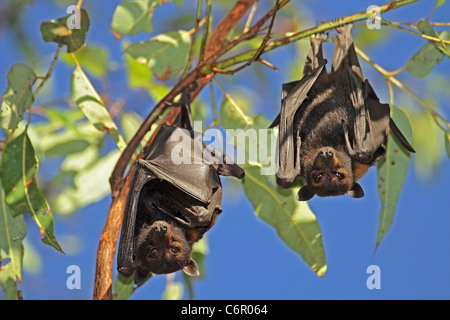 Les renards-volants noir (Pteropus alecto) accroché dans un arbre, le Kakadu National Park, territoire du Nord, Australie Banque D'Images