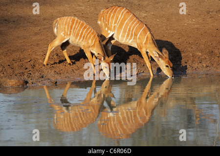 Deux femelles antilopes Nyala (Tragelaphus angasii) eau potable, Mkuze game reserve, Afrique du Sud Banque D'Images