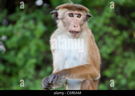 Toque macaque (Macaca sinica), Banque D'Images