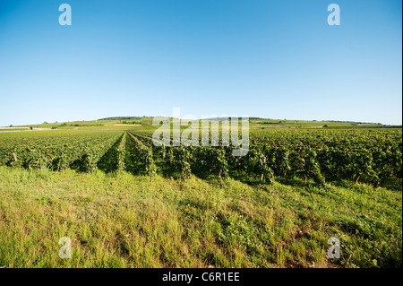 Les Rugiens Premier Cru vigne à Pommard dans la Côte de Beaune, bourgogne, france. Banque D'Images