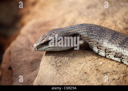 A blue tongued skink sur un rocher à butterfly world dans Klapmuts, Afrique du Sud. Banque D'Images