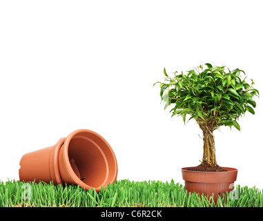 Un portrait des pots de fleurs vides et un ficus Benjamin sur une herbe verte Banque D'Images