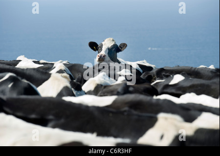 Une vache solitaire qui semble être assez d'être coincé dans un troupeau. Banque D'Images