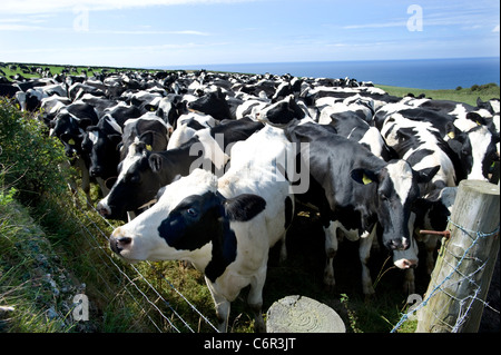 Un troupeau de vaches frisonnes en noir et blanc la traite des vaches dans le coin d'un champ en Cornouailles du Nord, au Royaume-Uni. Banque D'Images