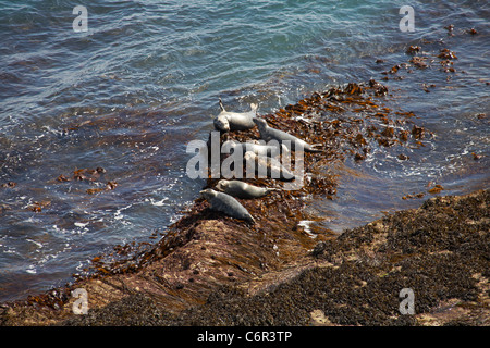 Les phoques gris de l'Atlantique, Halichoerus grypus, lézarder sur les rochers au quartier d'airain sur la côte Est de l'île de Lundy, Devon, Angleterre Royaume-uni en Août Banque D'Images