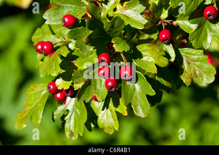 Fruits rouges sur l'arbre. Bush vert avec des grappes de fruits rouges. Banque D'Images