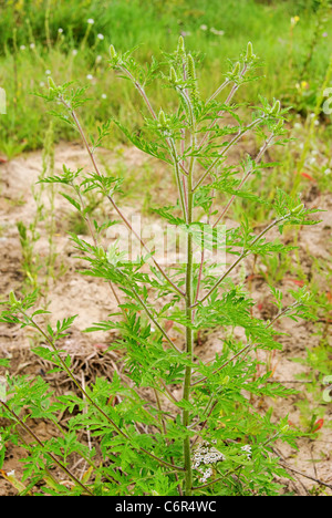 La petite herbe à poux Ambrosia - 09 Banque D'Images