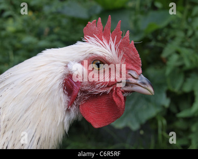 Jeune Coq Sussex de lumière. Close up of head Banque D'Images