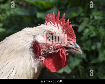 Jeune Coq Sussex de lumière. Close up of head Banque D'Images