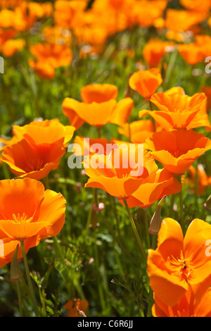 Coquelicots de Californie en fleur, Santa Ynez Valley, Californie Banque D'Images