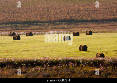 Farm scène montrant les balles de foin dans un champ flanqué d'un labyrinthe et cosmos champ moissonné Banque D'Images