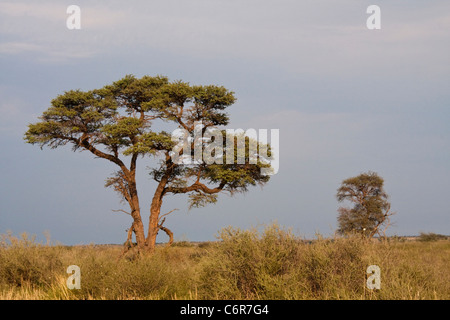 Paysage avec un camelthorn Kalahari (Acacia arbre camelopardis) Banque D'Images