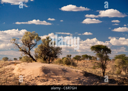 Paysage avec un camelthorn Kalahari (Acacia arbre camelopardis) et dune de sable pâle Banque D'Images