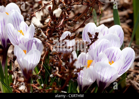 Blanc avec des rayures violettes crocus Banque D'Images