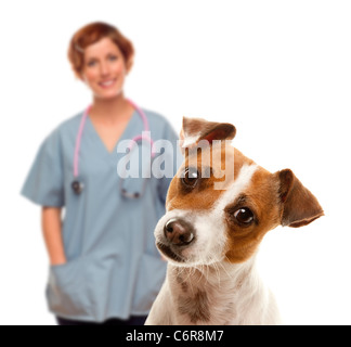 Adorable Jack Russell Terrier et femelle derrière vétérinaire isolé sur un fond blanc. Banque D'Images