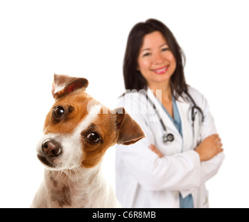 Adorable Jack Russell Terrier et femelle derrière vétérinaire isolé sur un fond blanc. Banque D'Images