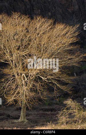 Fever tree (Acacia xanthophloea) vue contre une falaise sombre Banque D'Images