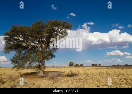 Paysage avec Camelthorn Kalahari Lone Tree (Acacia erioloba) et des cumulus épars Banque D'Images
