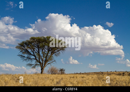 Paysage avec Camelthorn Kalahari Lone Tree (Acacia erioloba) et des cumulus épars Banque D'Images