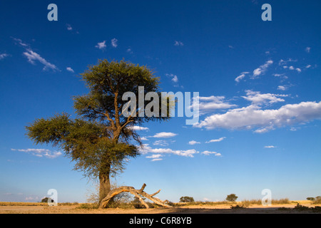 Paysage avec Camelthorn Kalahari Lone Tree (Acacia erioloba) et des cumulus épars Banque D'Images