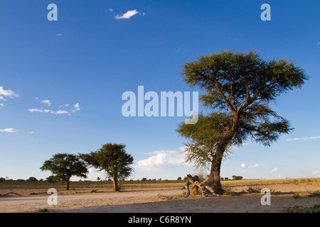 Paysage avec arbres Camelthorn Kalahari (Acacia erioloba) Banque D'Images